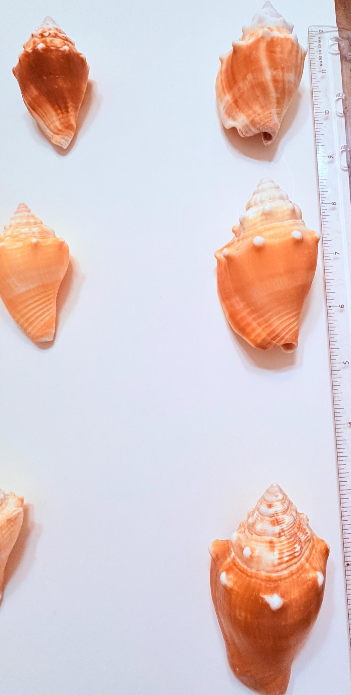 12 Natural Handpicked Florida Fighting Conch Seashells