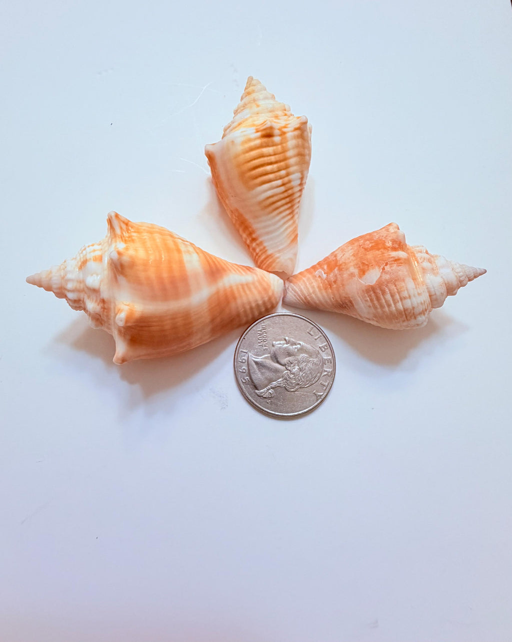 12 Natural Handpicked Florida Fighting Conch Seashells