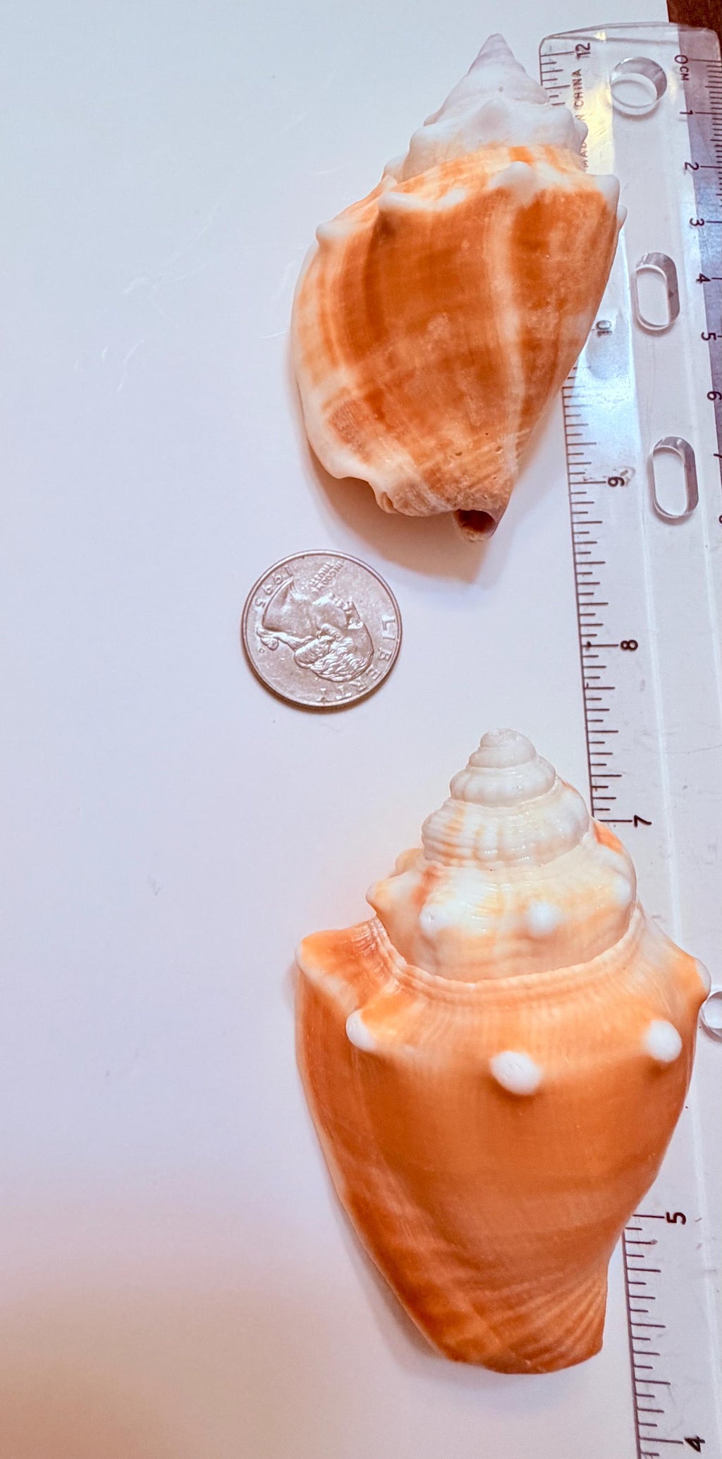 12 Natural Handpicked Florida Fighting Conch Seashells