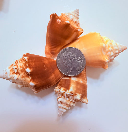 12 Natural Handpicked Florida Fighting Conch Seashells