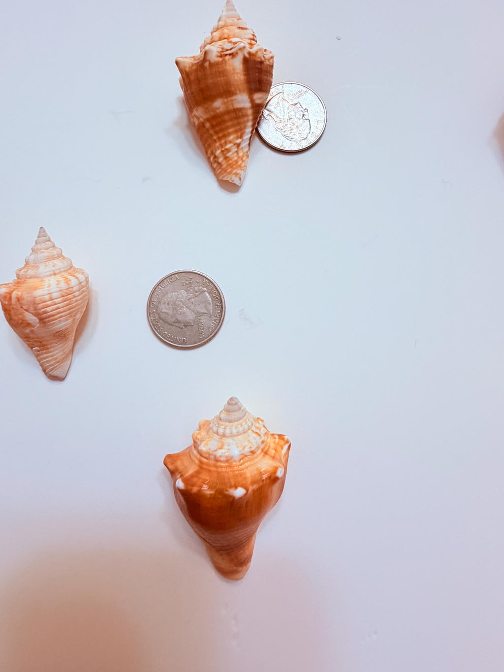 12 Natural Handpicked Florida Fighting Conch Seashells