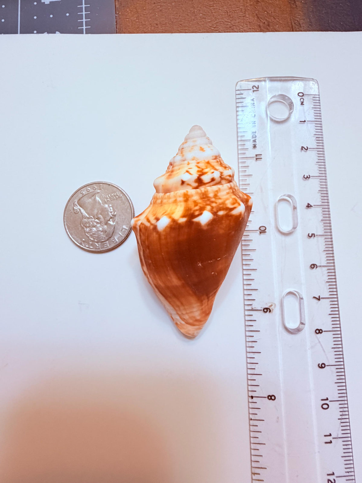 12 Natural Handpicked Florida Fighting Conch Seashells