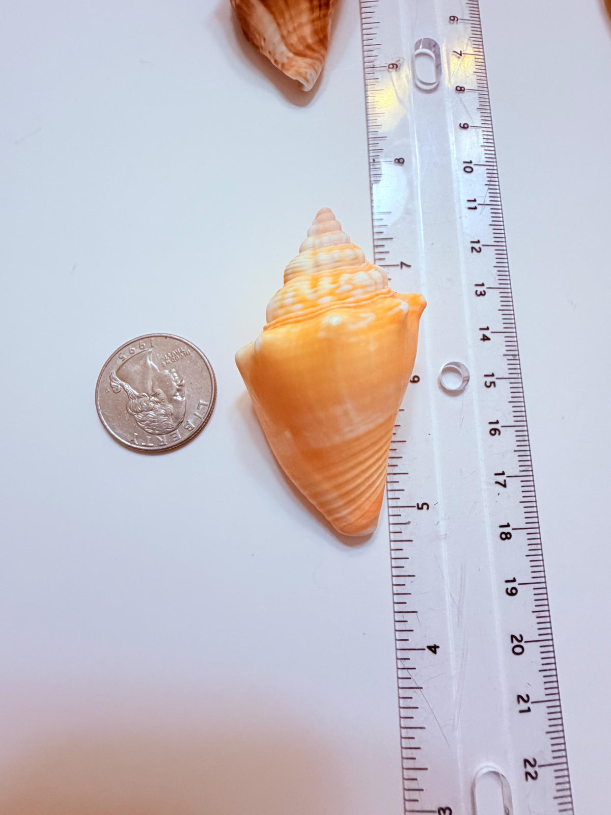 12 Natural Handpicked Florida Fighting Conch Seashells