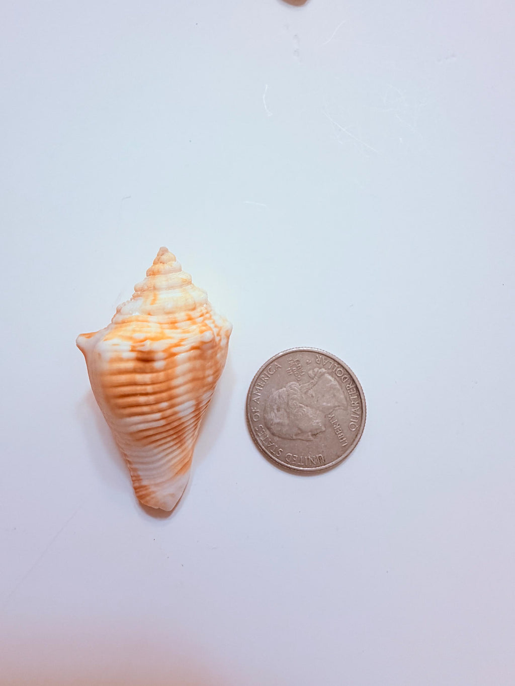 12 Natural Handpicked Florida Fighting Conch Seashells