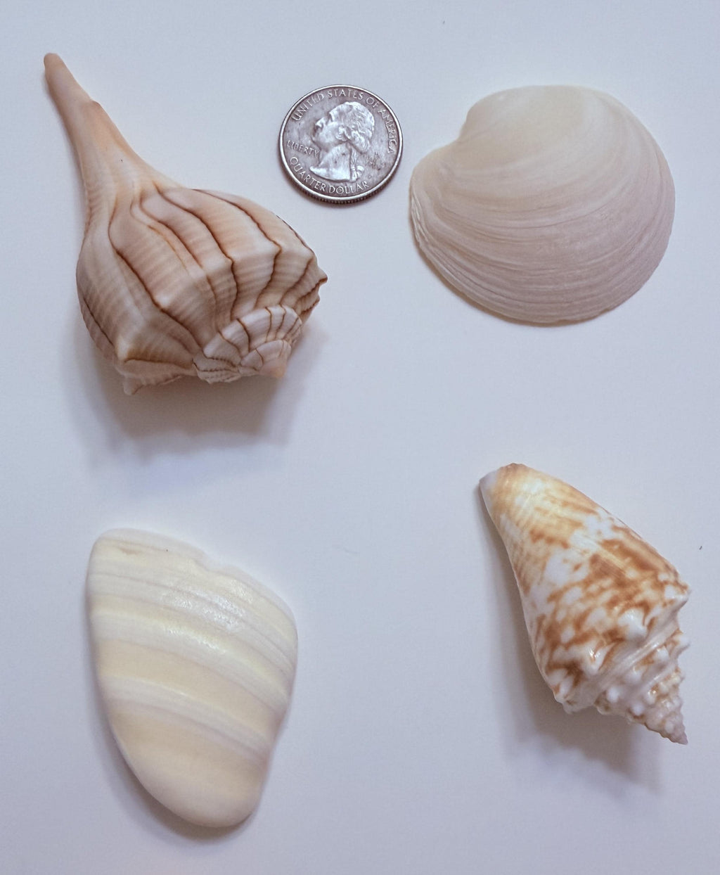 24 Natural Florida Gulf Coast Seashells Sanibel And Honeymoon Island Collection