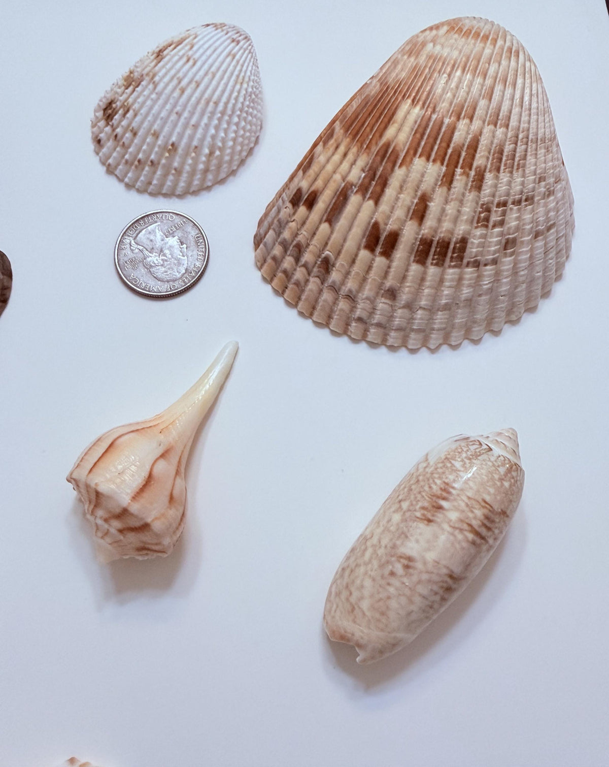 24 Natural Florida Gulf Coast Seashells Sanibel And Honeymoon Island Collection