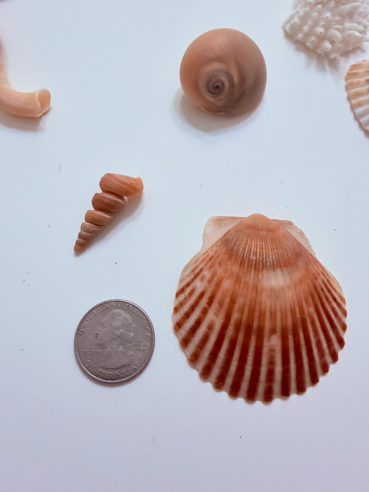 24 Natural Florida Gulf Coast Seashells Sanibel And Honeymoon Island Collection