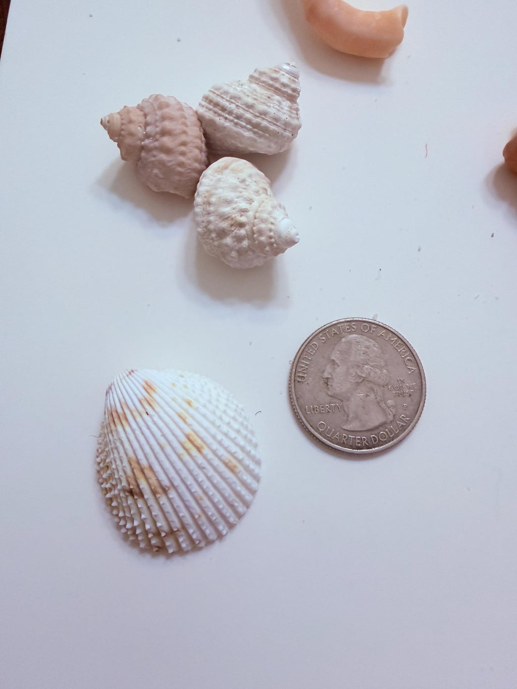 24 Natural Florida Gulf Coast Seashells Sanibel And Honeymoon Island Collection