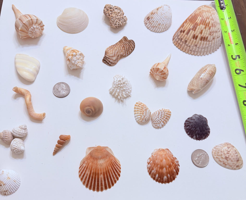 24 Natural Florida Gulf Coast Seashells Sanibel And Honeymoon Island Collection