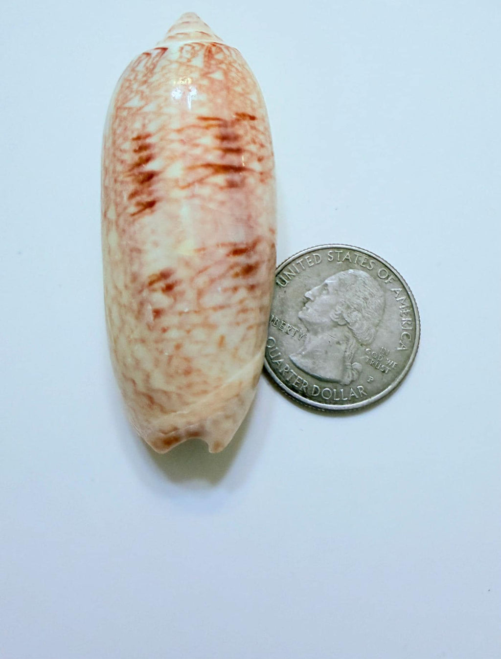 24 Natural Florida Gulf Coast Seashells Sanibel And Honeymoon Island Collection