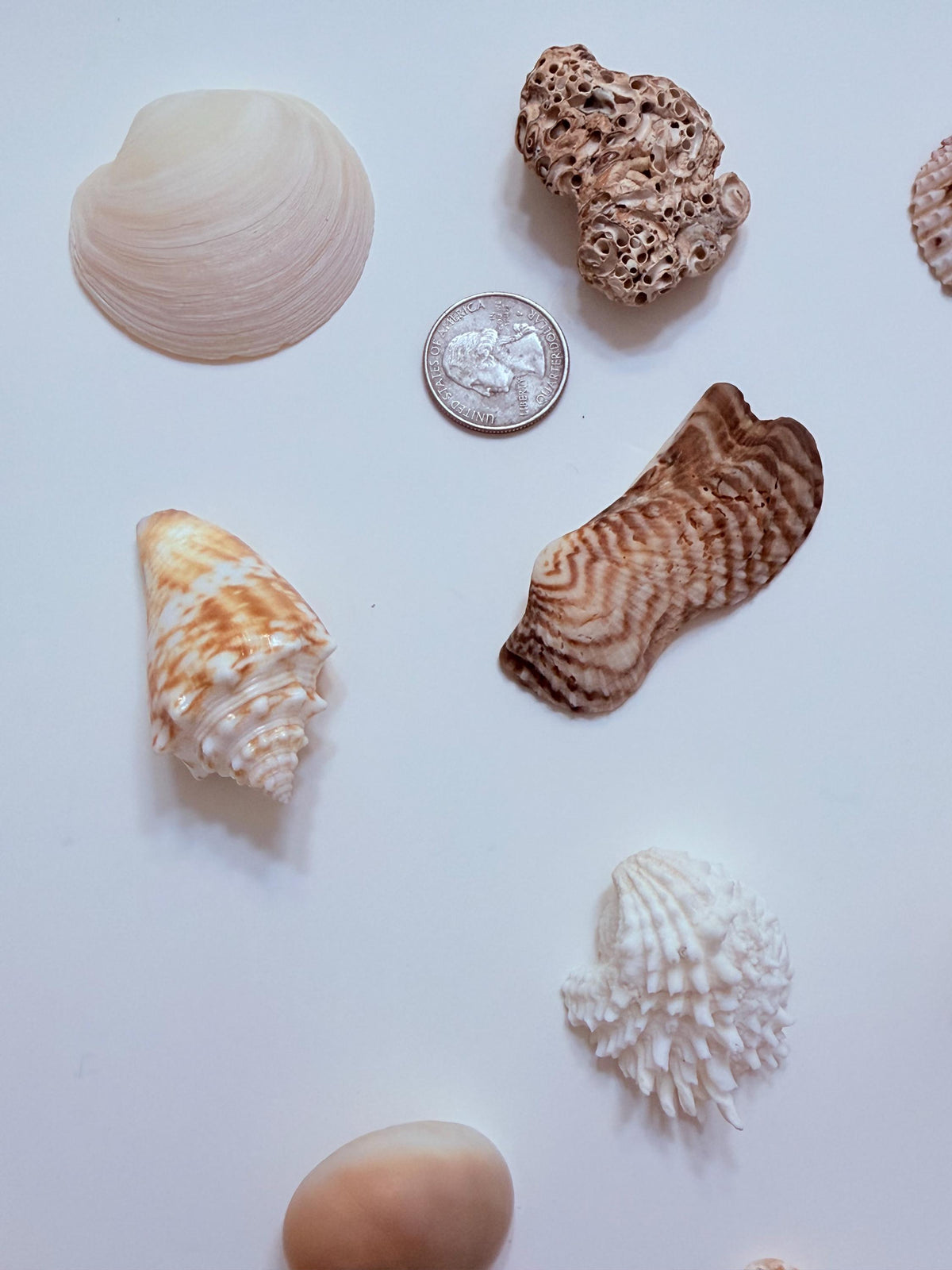 24 Natural Florida Gulf Coast Seashells Sanibel And Honeymoon Island Collection