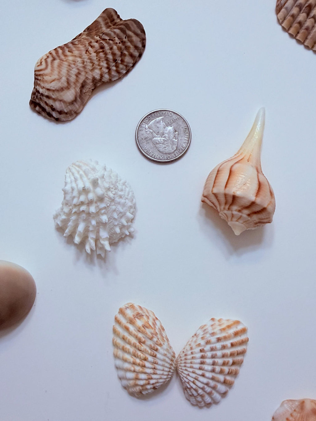 24 Natural Florida Gulf Coast Seashells Sanibel And Honeymoon Island Collection