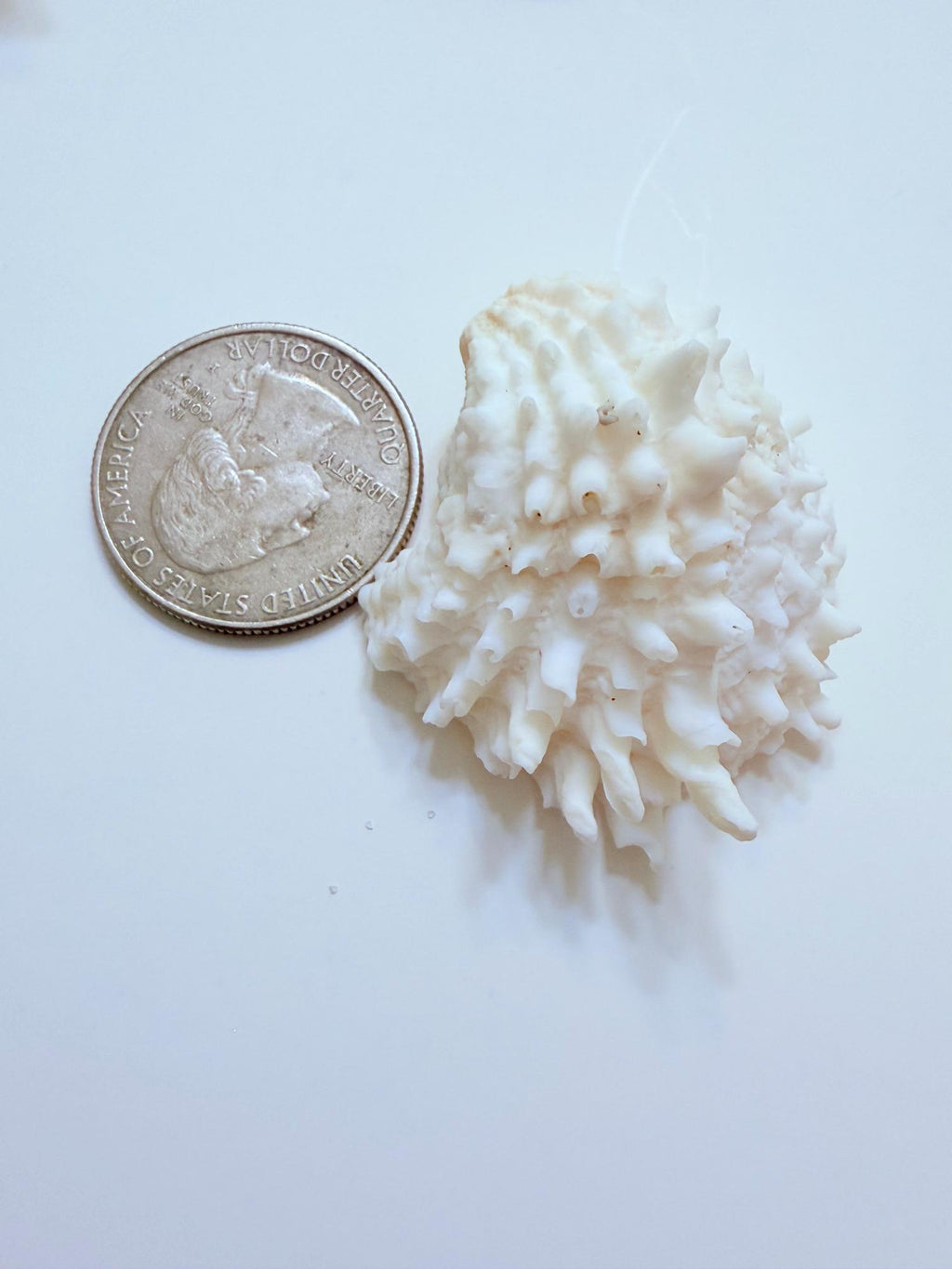 24 Natural Florida Gulf Coast Seashells Sanibel And Honeymoon Island Collection