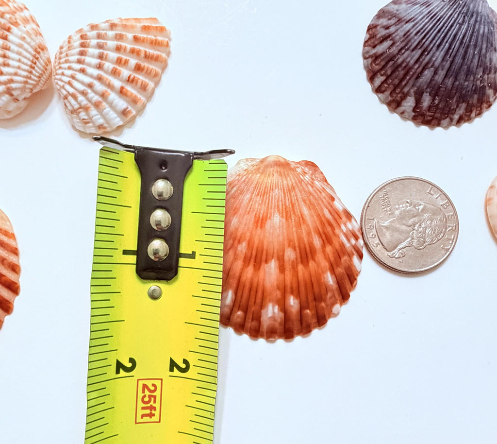 24 Natural Florida Gulf Coast Seashells Sanibel And Honeymoon Island Collection
