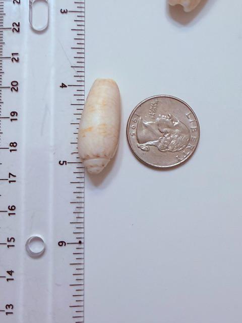 12 Natural Olive Seashells From Sanibel And Marco Islands Florida Gulf Coast
