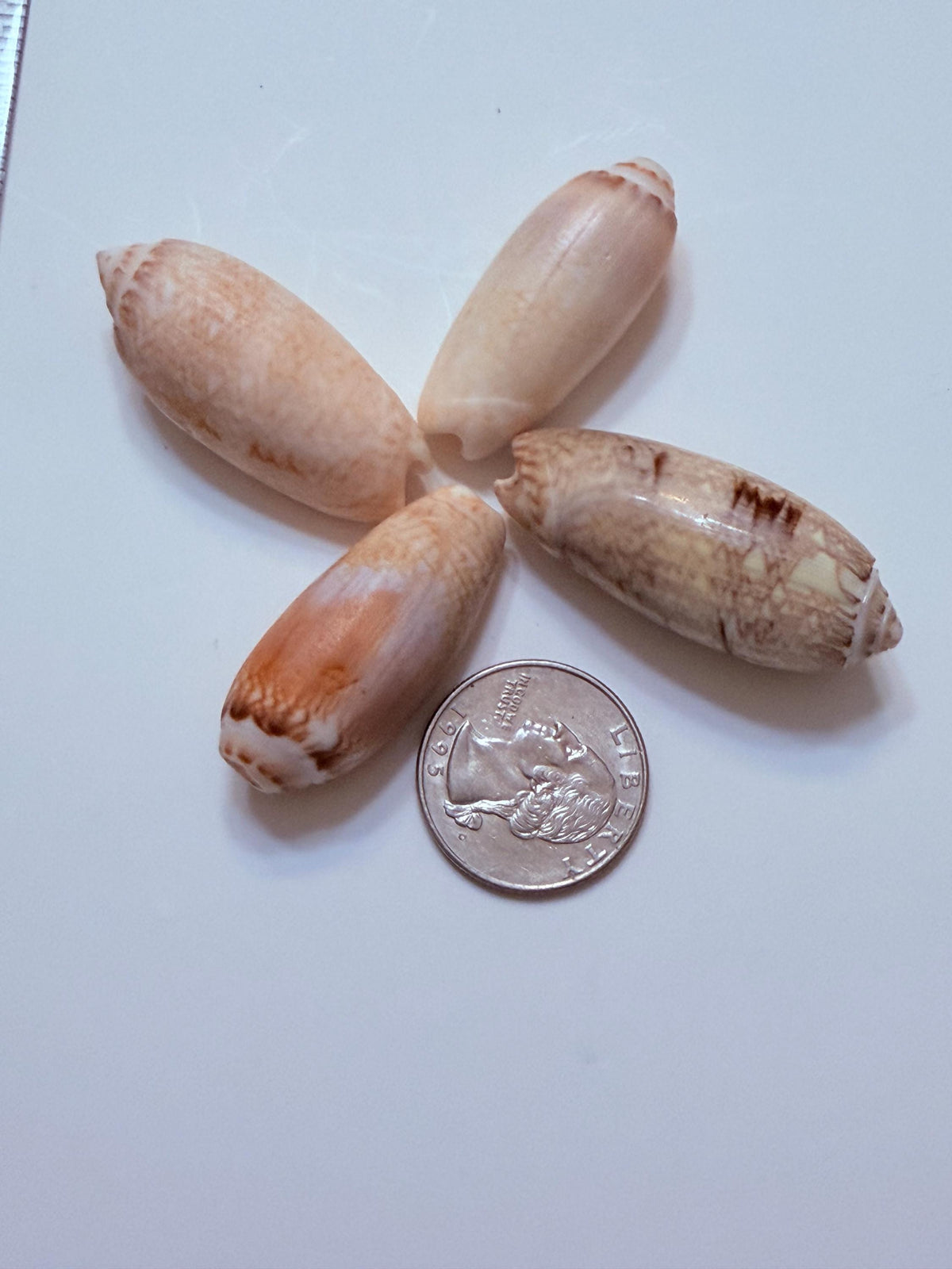 12 Natural Olive Seashells From Sanibel And Marco Islands Florida Gulf Coast