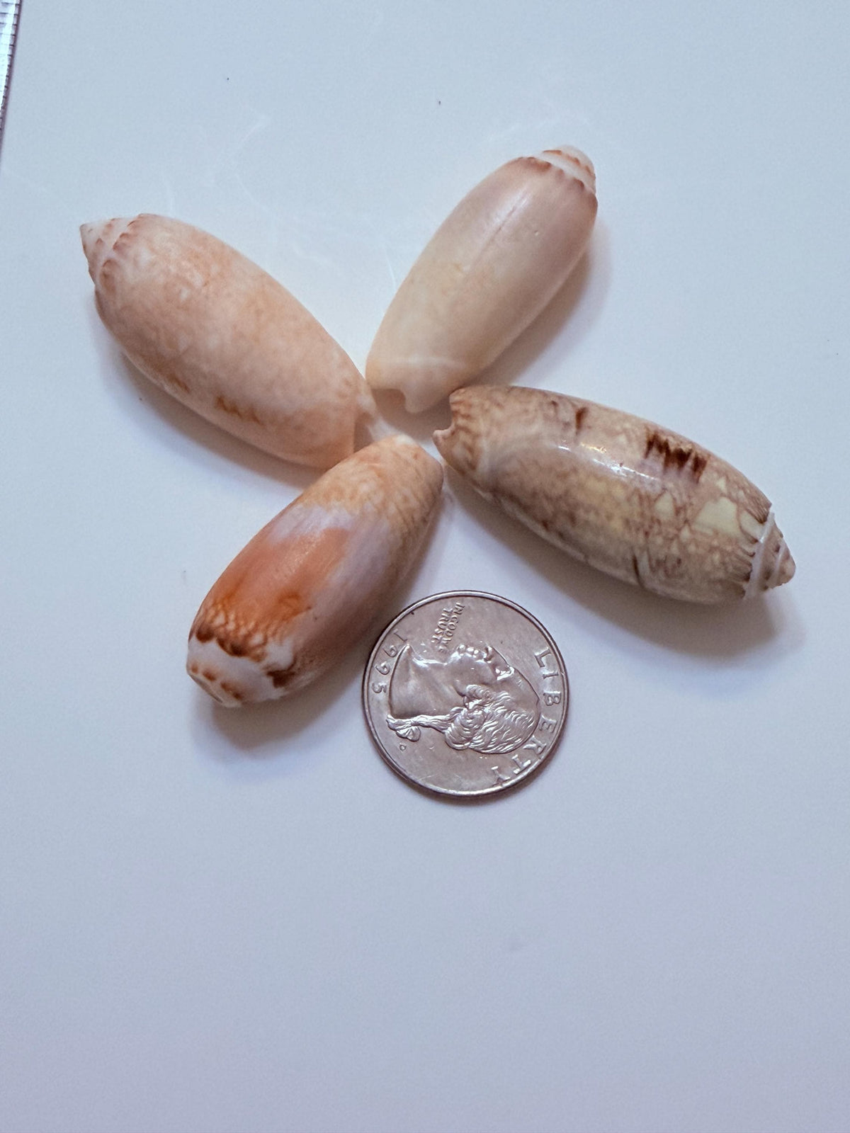 12 Natural Olive Seashells From Sanibel And Marco Islands Florida Gulf Coast