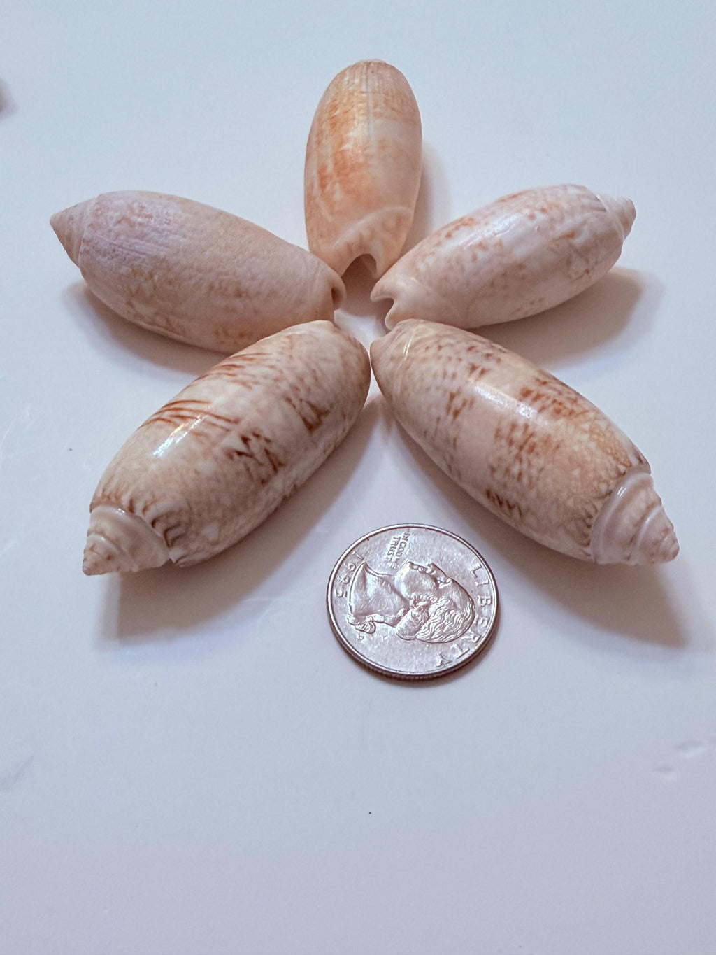 12 Natural Olive Seashells From Sanibel And Marco Islands Florida Gulf Coast