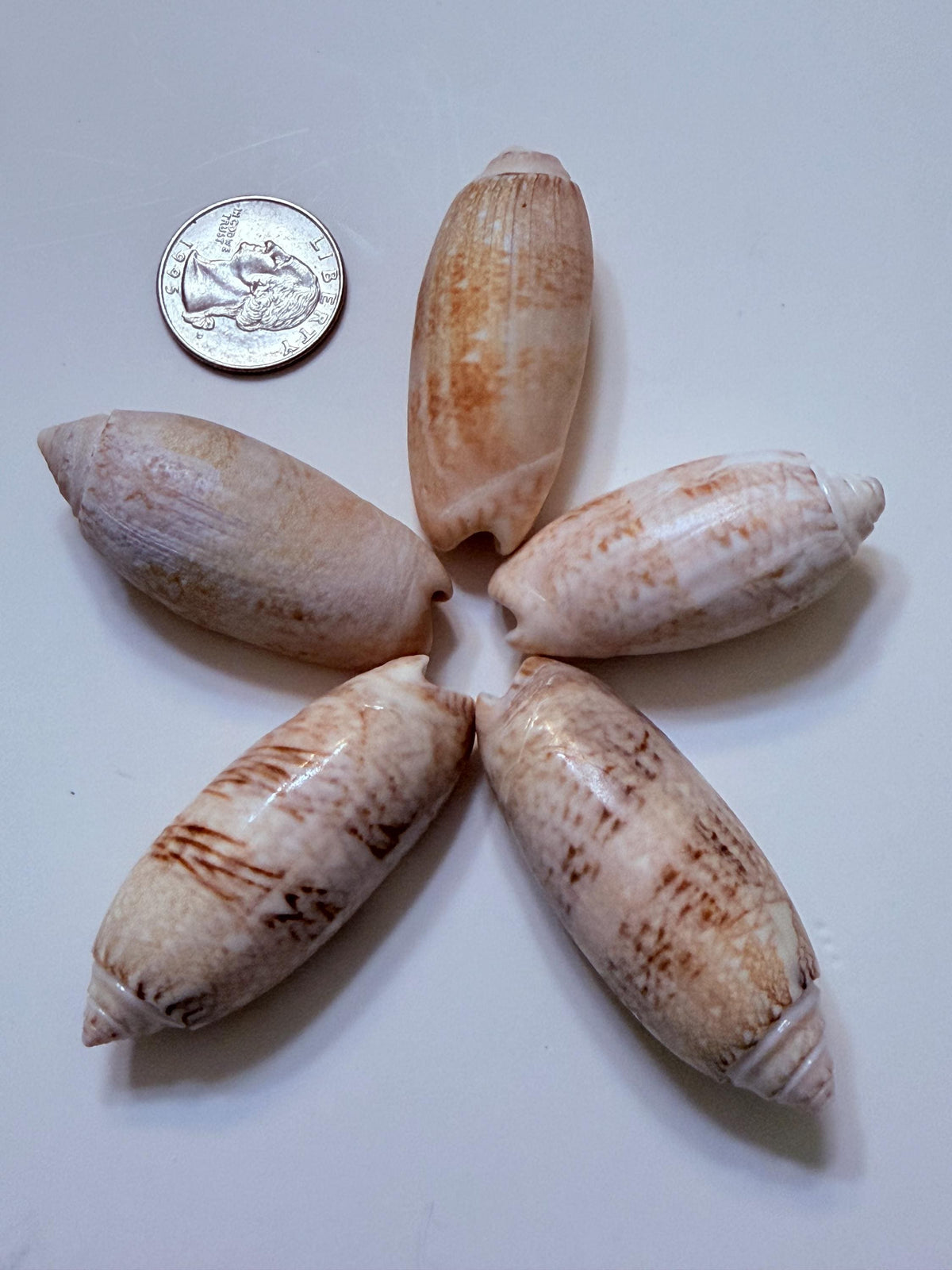 12 Natural Olive Seashells From Sanibel And Marco Islands Florida Gulf Coast
