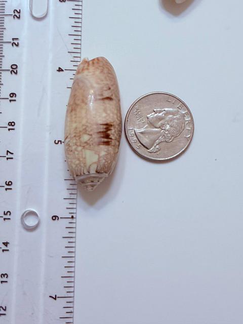 12 Natural Olive Seashells From Sanibel And Marco Islands Florida Gulf Coast