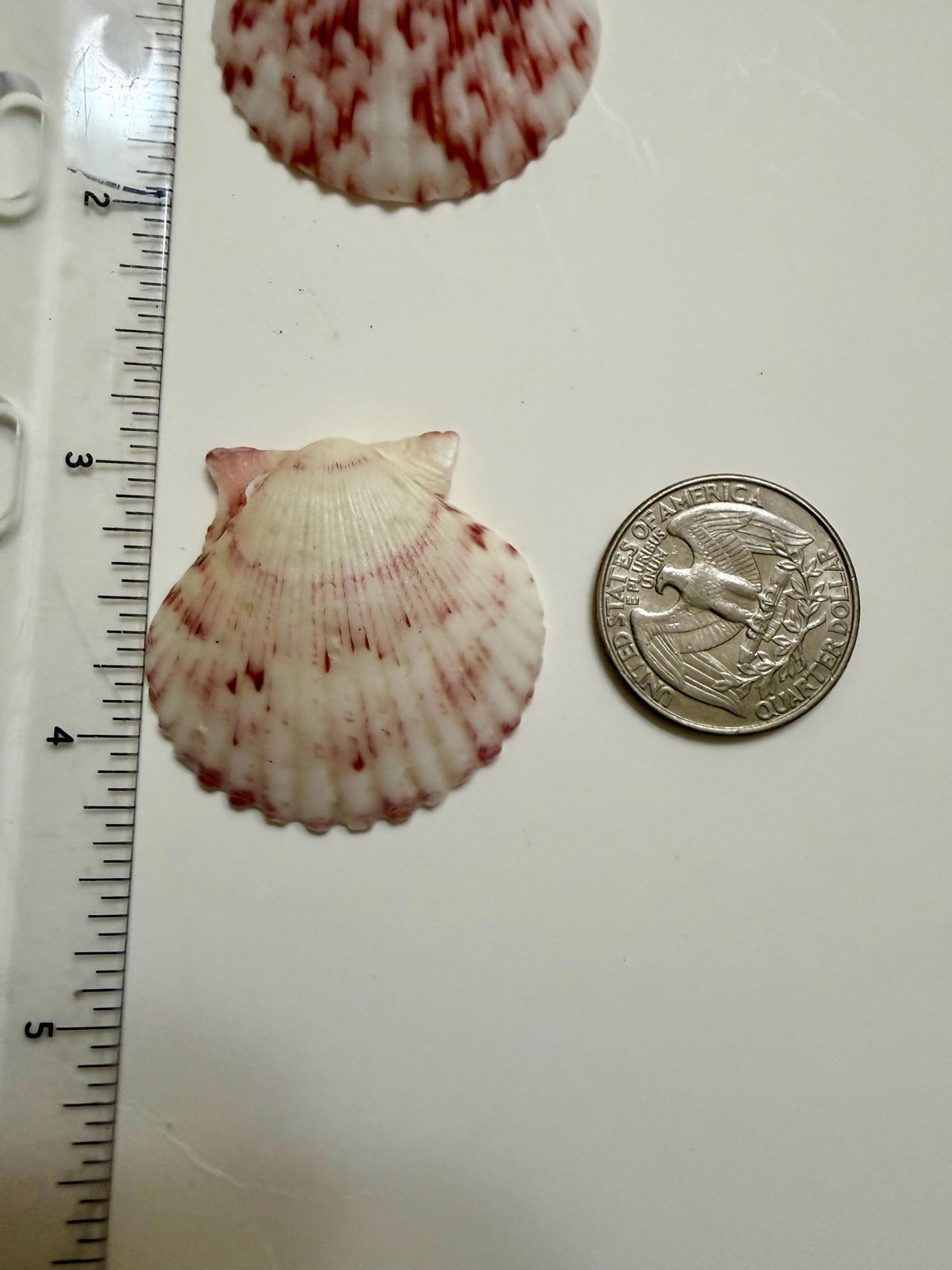 Florida Gulf Coast Calico Scallop Shells 20 Natural Handpicked Seashells
