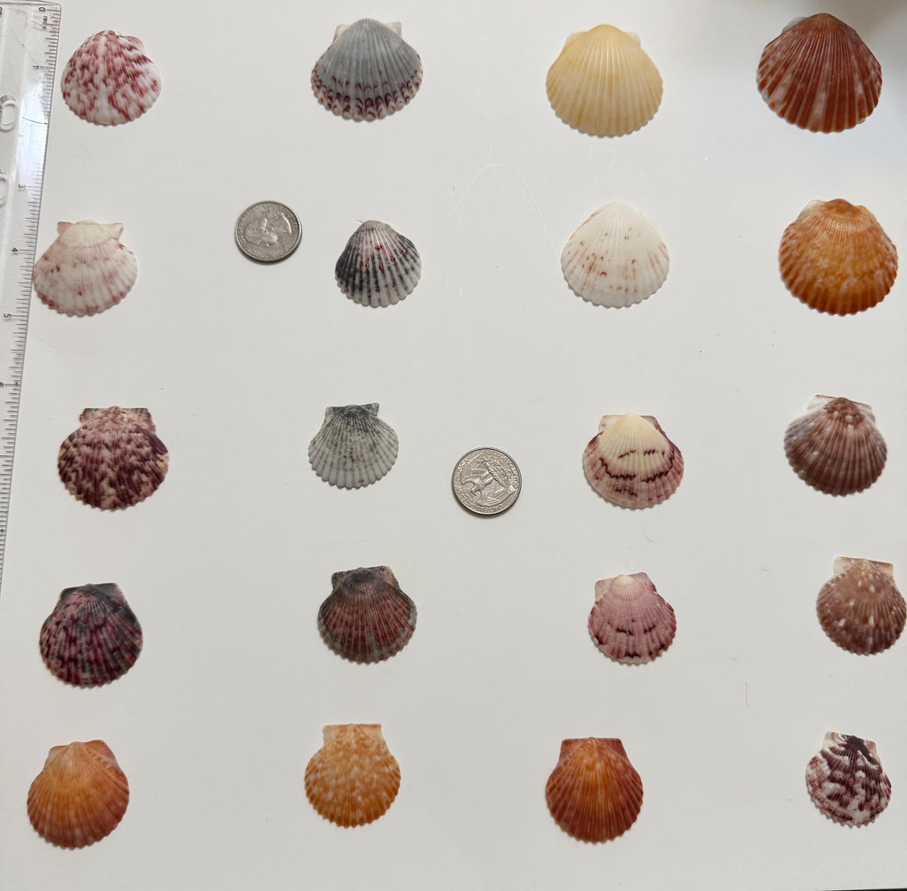 Florida Gulf Coast Calico Scallop Shells 20 Natural Handpicked Seashells