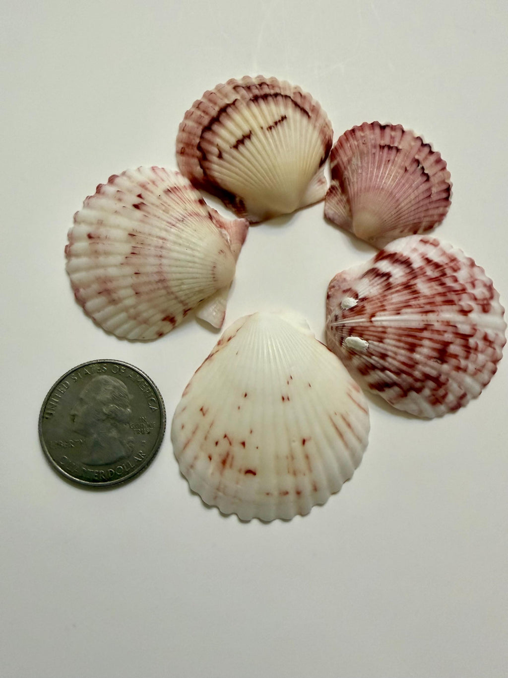 Florida Gulf Coast Calico Scallop Shells 20 Natural Handpicked Seashells