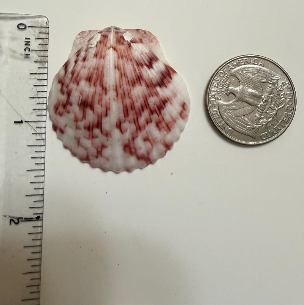 Florida Gulf Coast Calico Scallop Shells 20 Natural Handpicked Seashells