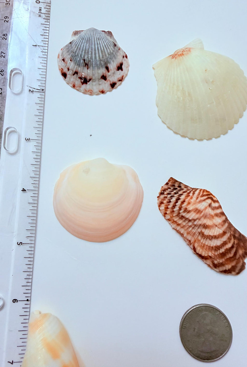 24 Natural Florida Gulf Coast Seashell Collection From Sanibel And Honeymoon Island