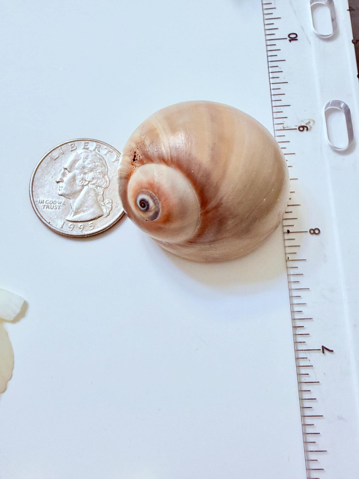 24 Natural Florida Gulf Coast Seashell Collection From Sanibel And Honeymoon Island