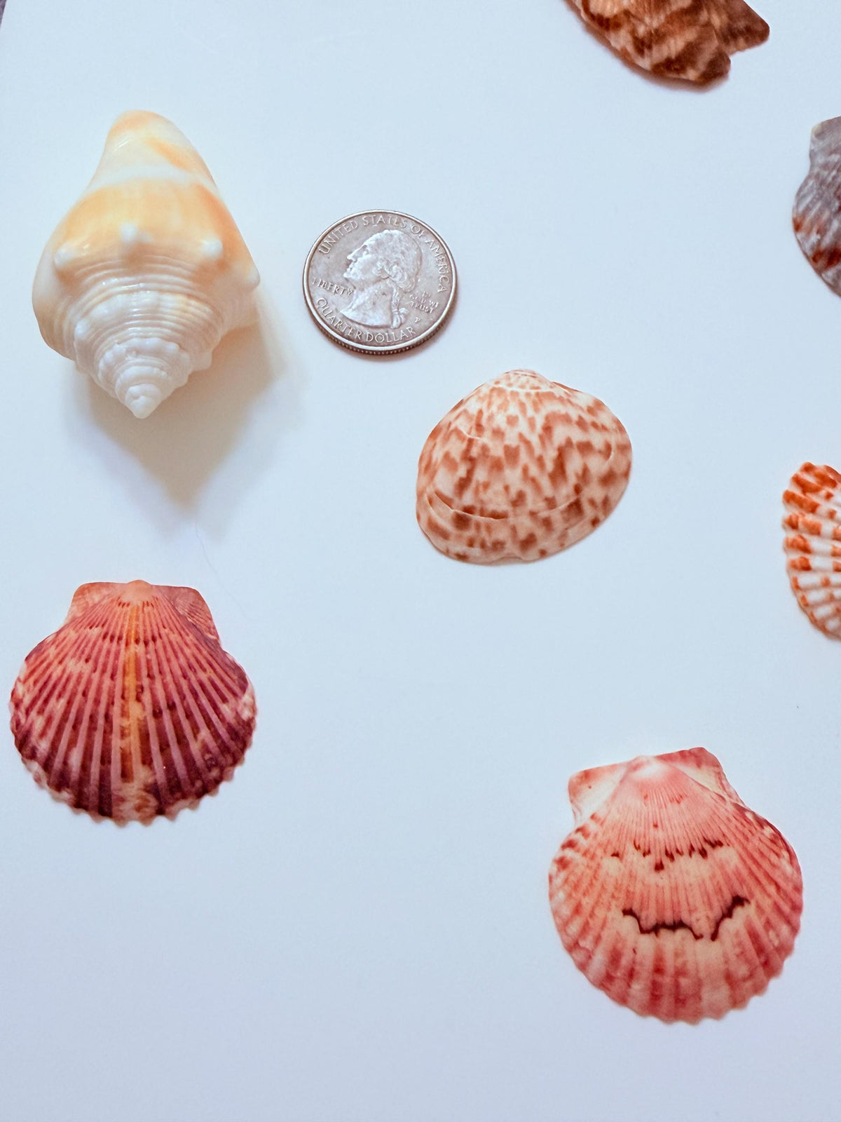 24 Natural Florida Gulf Coast Seashell Collection From Sanibel And Honeymoon Island
