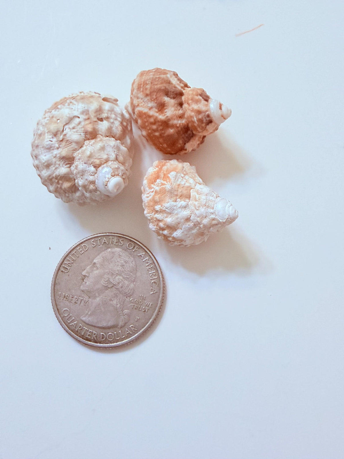 24 Natural Florida Gulf Coast Seashell Collection From Sanibel And Honeymoon Island