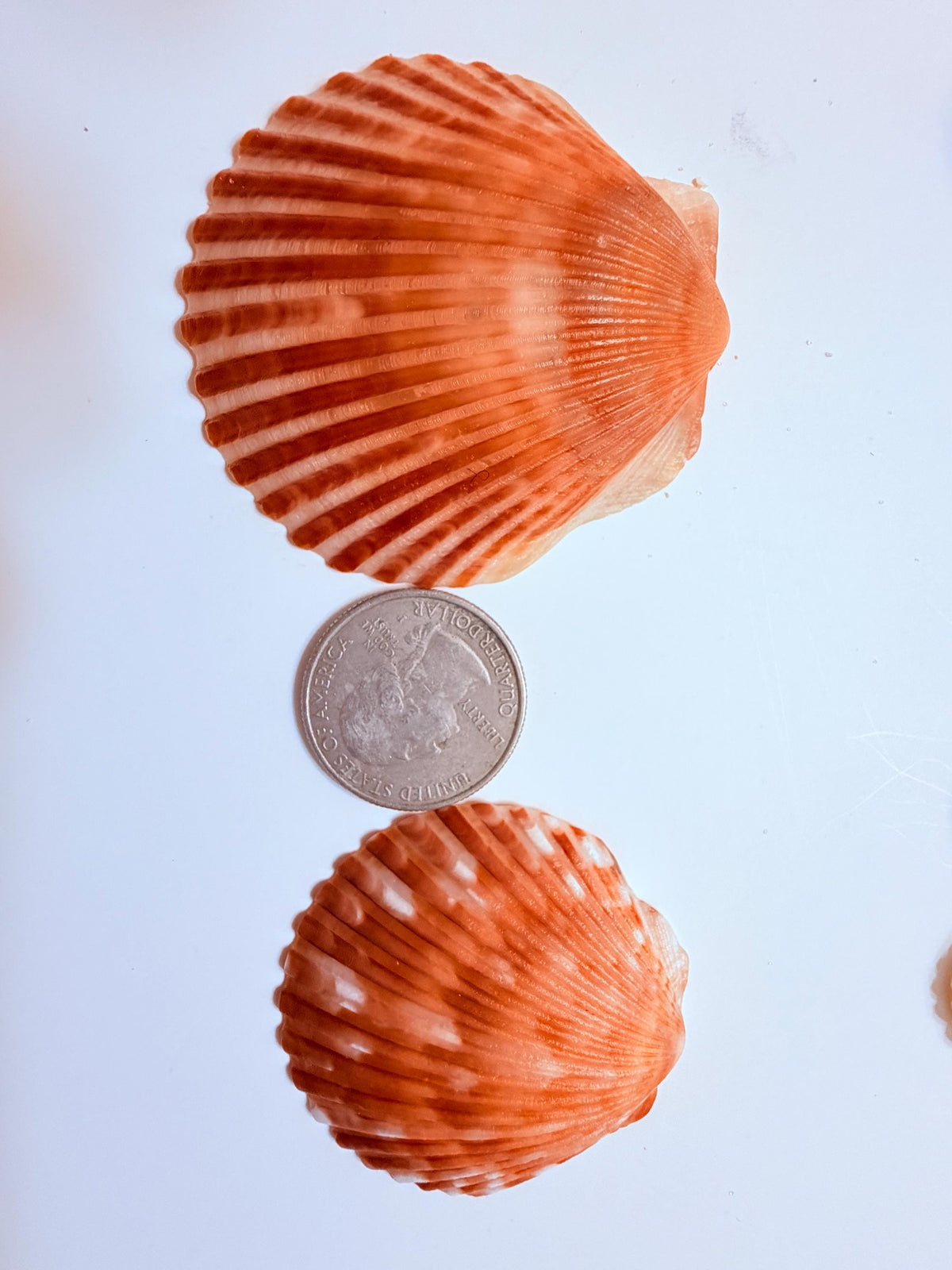 24 Natural Florida Gulf Coast Seashell Collection From Sanibel And Honeymoon Island