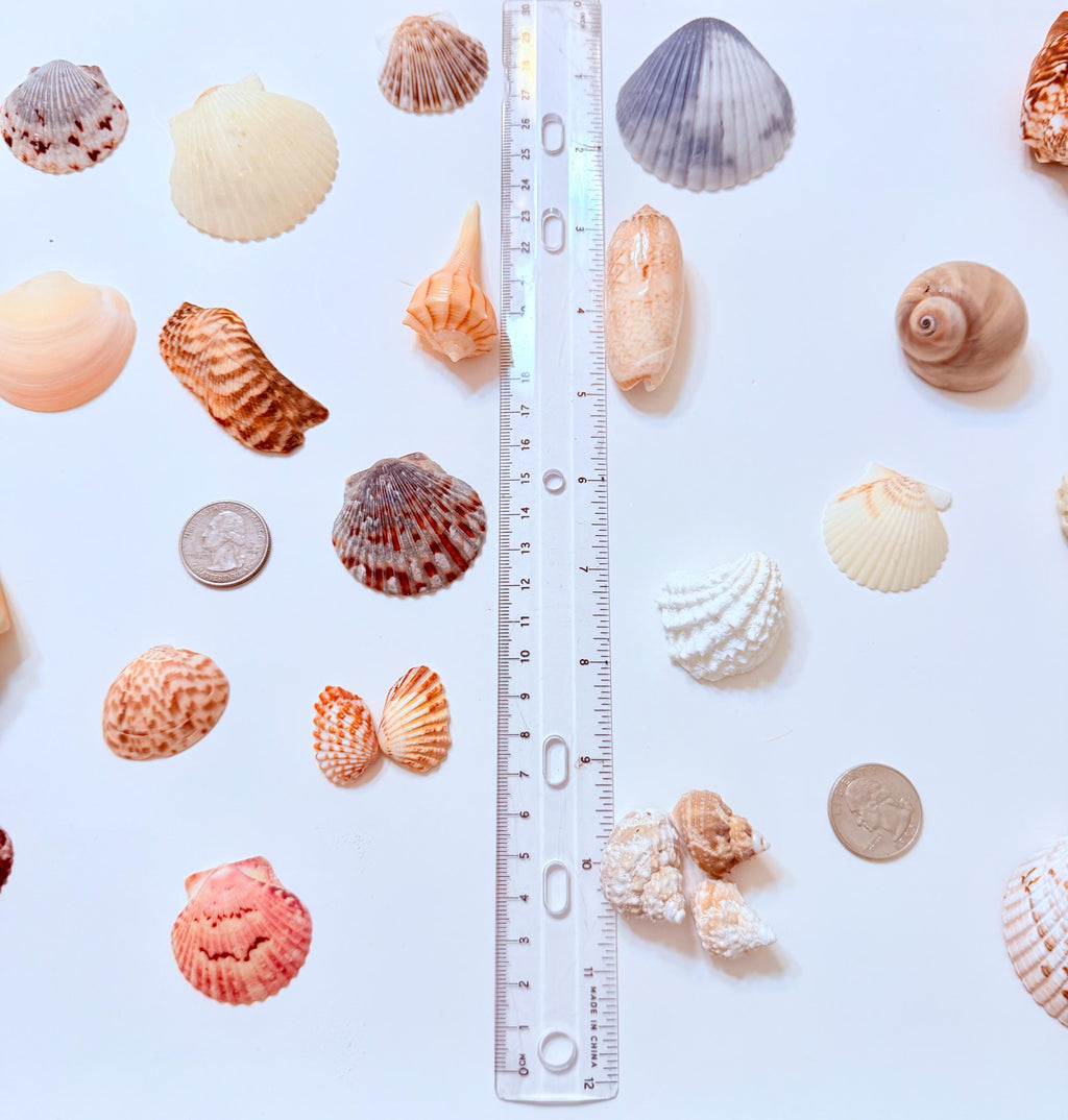 24 Natural Florida Gulf Coast Seashell Collection From Sanibel And Honeymoon Island