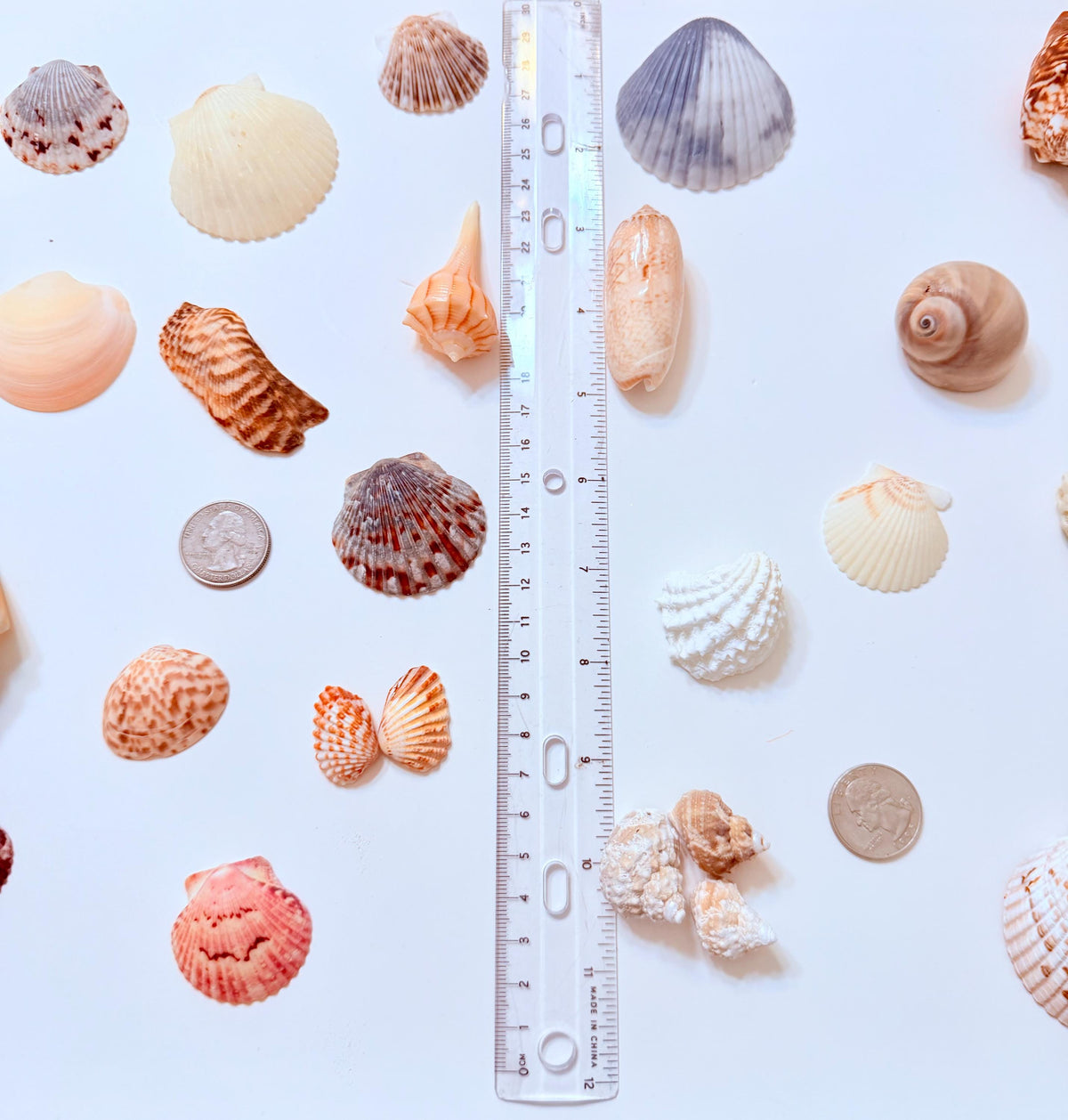 24 Natural Florida Gulf Coast Seashell Collection From Sanibel And Honeymoon Island