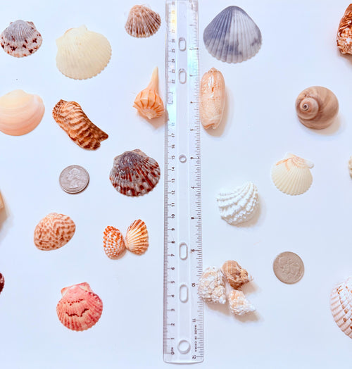 24 Natural Florida Gulf Coast Seashell Collection From Sanibel And Honeymoon Island
