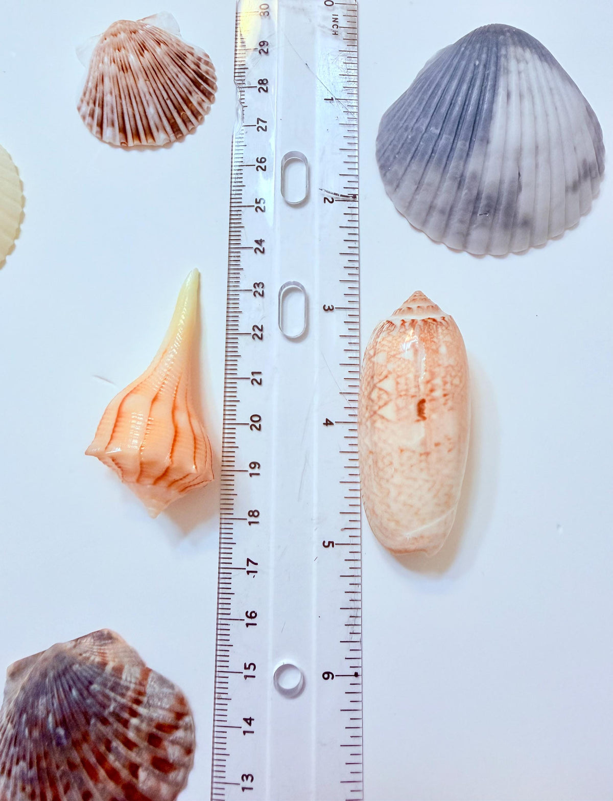 24 Natural Florida Gulf Coast Seashell Collection From Sanibel And Honeymoon Island