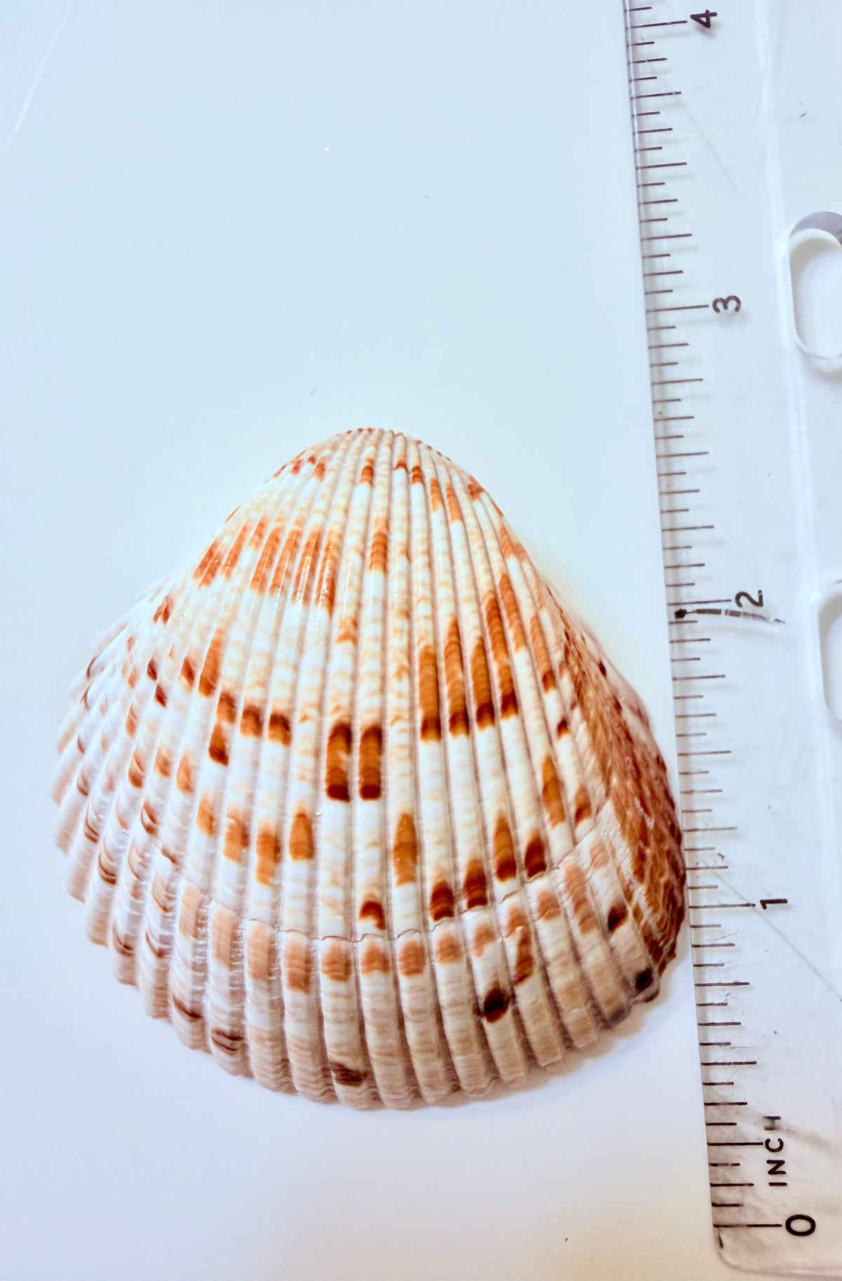 24 Natural Florida Gulf Coast Seashell Collection From Sanibel And Honeymoon Island